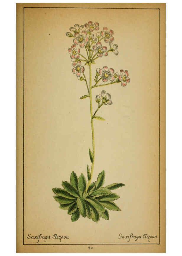 Reproducción/Reproduction 6032225242: Choix de plantes de l'Europe centrale et particulièrement de la Suisse et de la Savoie Genève,F. Richard,1878