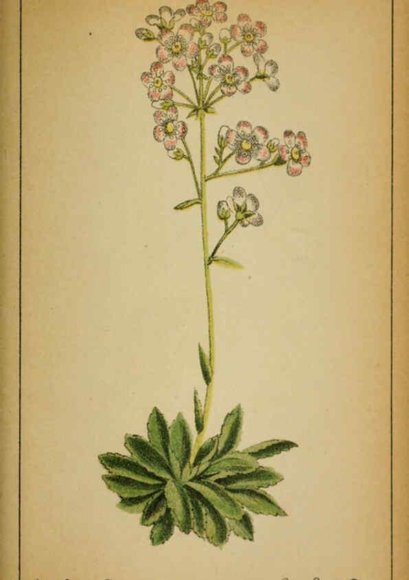 Reproducción/Reproduction 6032225242: Choix de plantes de l'Europe centrale et particulièrement de la Suisse et de la Savoie Genève,F. Richard,1878