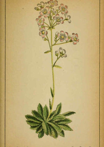Reproducción/Reproduction 6032225242: Choix de plantes de l'Europe centrale et particulièrement de la Suisse et de la Savoie Genève,F. Richard,1878