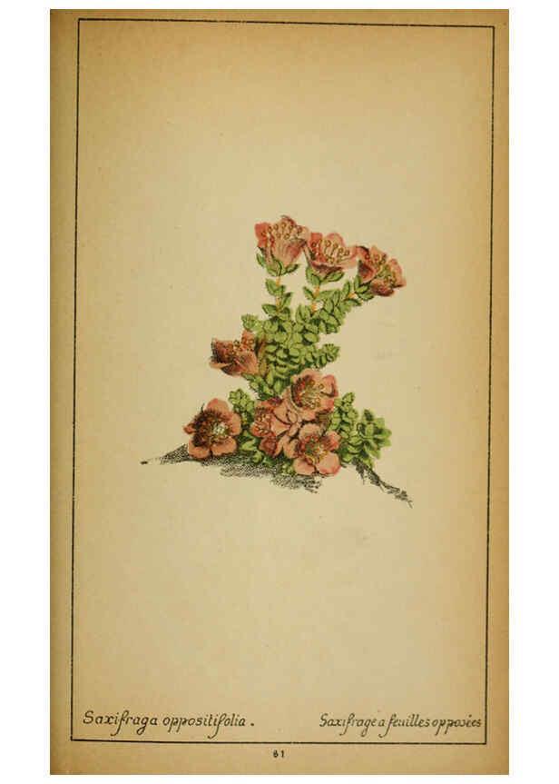 Reproducción/Reproduction 6031667079: Choix de plantes de l'Europe centrale et particulièrement de la Suisse et de la Savoie Genève,F. Richard,1878