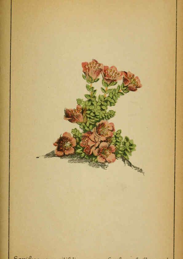 Reproducción/Reproduction 6031667079: Choix de plantes de l'Europe centrale et particulièrement de la Suisse et de la Savoie Genève,F. Richard,1878