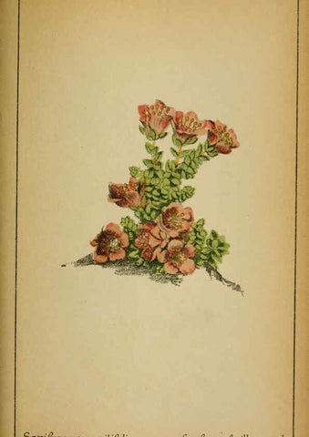 Reproducción/Reproduction 6031667079: Choix de plantes de l'Europe centrale et particulièrement de la Suisse et de la Savoie Genève,F. Richard,1878