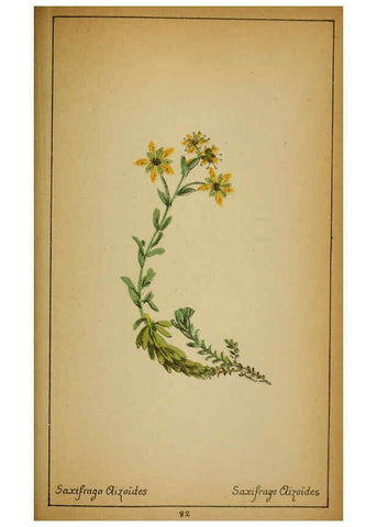 Reproducción/Reproduction 6032225618: Choix de plantes de l'Europe centrale et particulièrement de la Suisse et de la Savoie Genève,F. Richard,1878