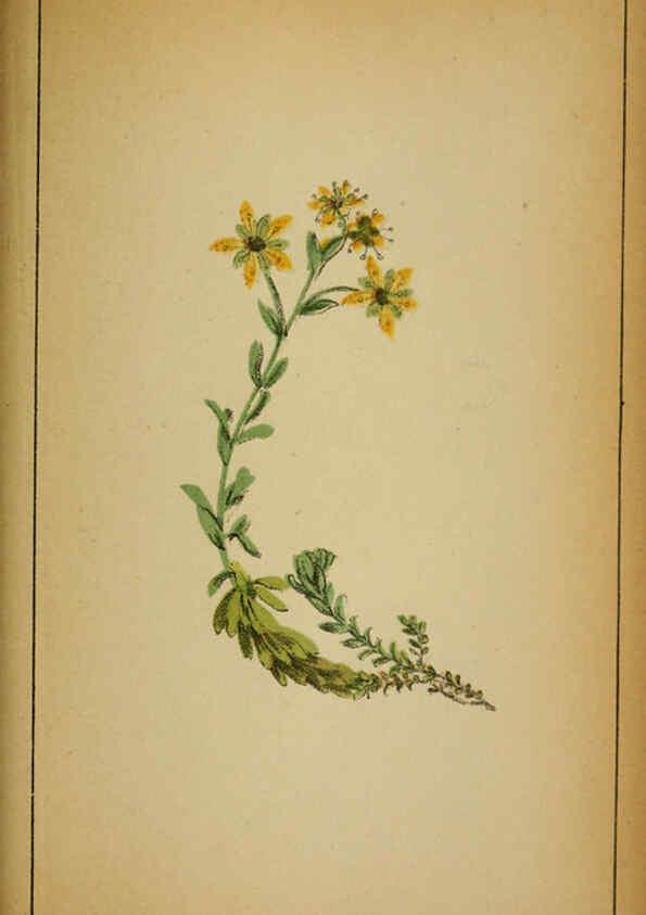 Reproducción/Reproduction 6032225618: Choix de plantes de l'Europe centrale et particulièrement de la Suisse et de la Savoie Genève,F. Richard,1878