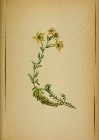 Reproducción/Reproduction 6032225618: Choix de plantes de l'Europe centrale et particulièrement de la Suisse et de la Savoie Genève,F. Richard,1878