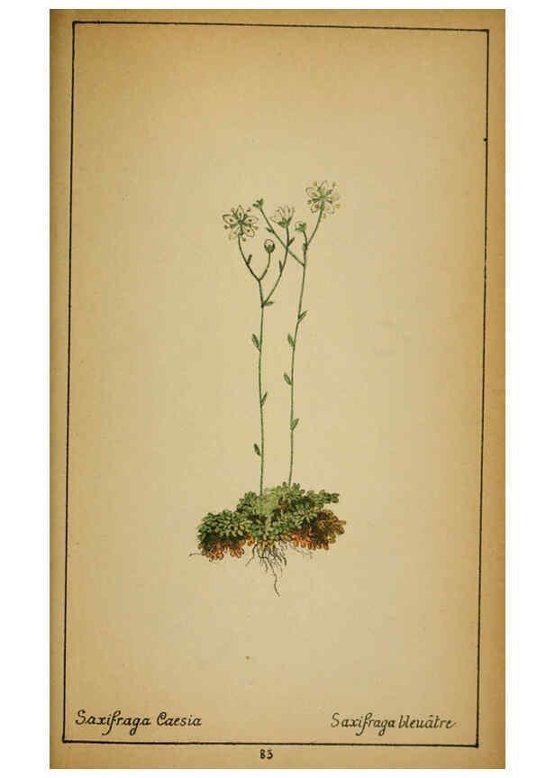 Reproducción/Reproduction 6031667457: Choix de plantes de l'Europe centrale et particulièrement de la Suisse et de la Savoie Genève,F. Richard,1878