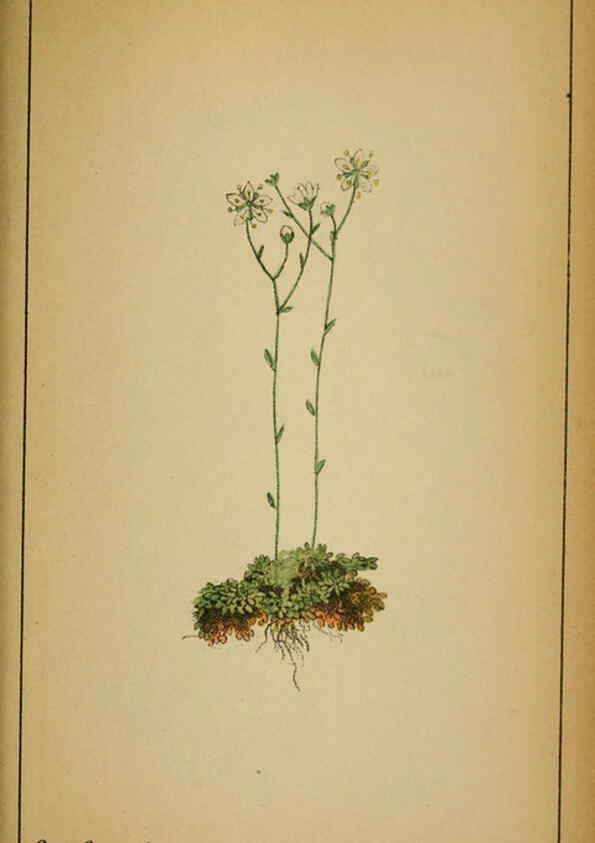 Reproducción/Reproduction 6031667457: Choix de plantes de l'Europe centrale et particulièrement de la Suisse et de la Savoie Genève,F. Richard,1878