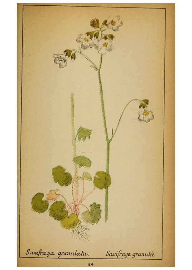 Reproducción/Reproduction 6032226098: Choix de plantes de l'Europe centrale et particulièrement de la Suisse et de la Savoie Genève,F. Richard,1878