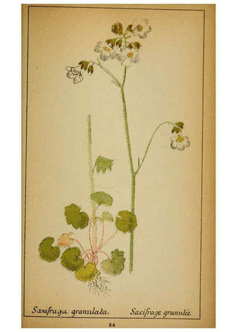 Reproducción/Reproduction 6032226098: Choix de plantes de l'Europe centrale et particulièrement de la Suisse et de la Savoie Genève,F. Richard,1878