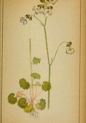 Reproducción/Reproduction 6032226098: Choix de plantes de l'Europe centrale et particulièrement de la Suisse et de la Savoie Genève,F. Richard,1878