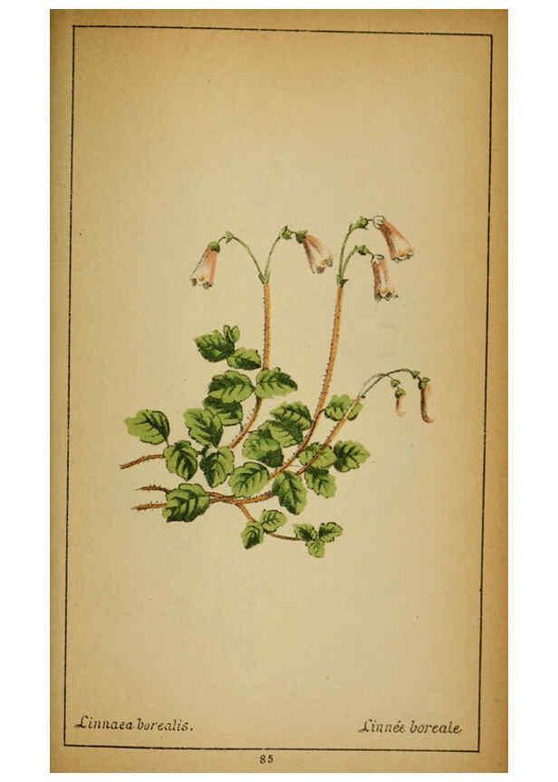Reproducción/Reproduction 6031667847: Choix de plantes de l'Europe centrale et particulièrement de la Suisse et de la Savoie Genève,F. Richard,1878