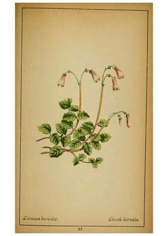Reproducción/Reproduction 6031667847: Choix de plantes de l'Europe centrale et particulièrement de la Suisse et de la Savoie Genève,F. Richard,1878