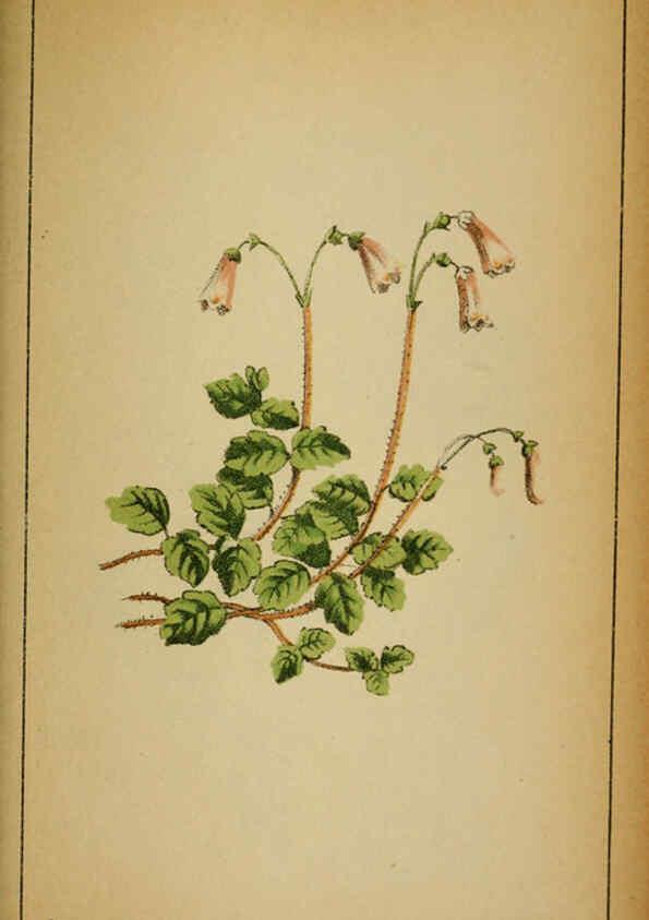 Reproducción/Reproduction 6031667847: Choix de plantes de l'Europe centrale et particulièrement de la Suisse et de la Savoie Genève,F. Richard,1878