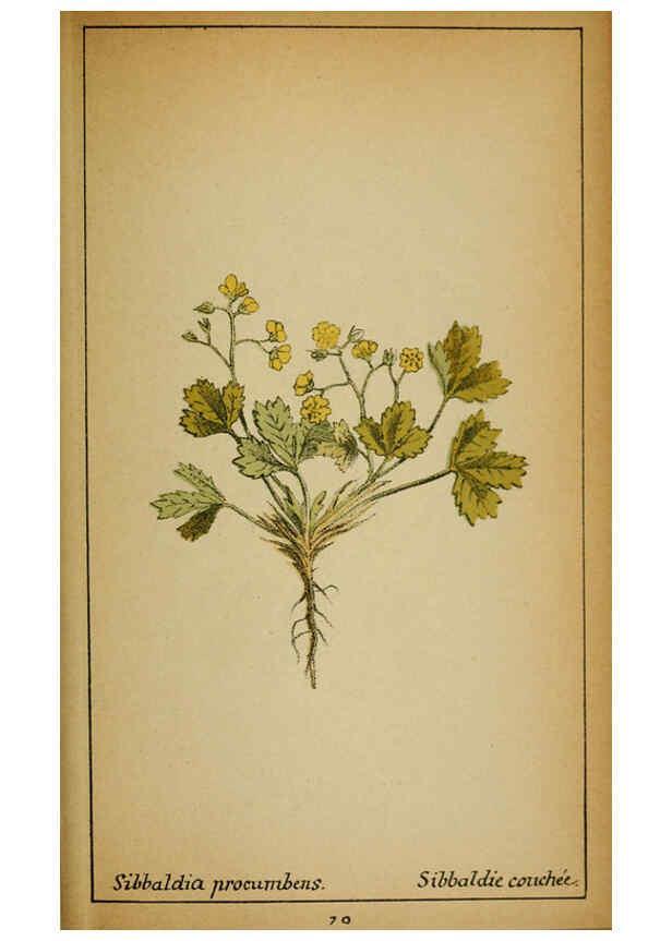 Reproducción/Reproduction 6032223654: Choix de plantes de l'Europe centrale et particulièrement de la Suisse et de la Savoie Genève,F. Richard,1878