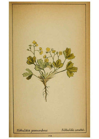 Reproducción/Reproduction 6032223654: Choix de plantes de l'Europe centrale et particulièrement de la Suisse et de la Savoie Genève,F. Richard,1878