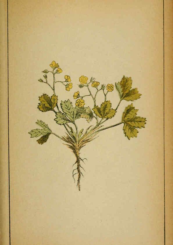 Reproducción/Reproduction 6032223654: Choix de plantes de l'Europe centrale et particulièrement de la Suisse et de la Savoie Genève,F. Richard,1878