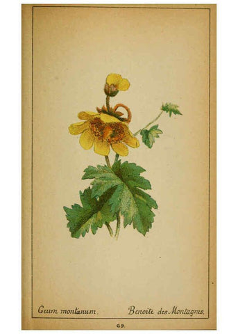 Reproducción/Reproduction 6031665181: Choix de plantes de l'Europe centrale et particulièrement de la Suisse et de la Savoie Genève,F. Richard,1878