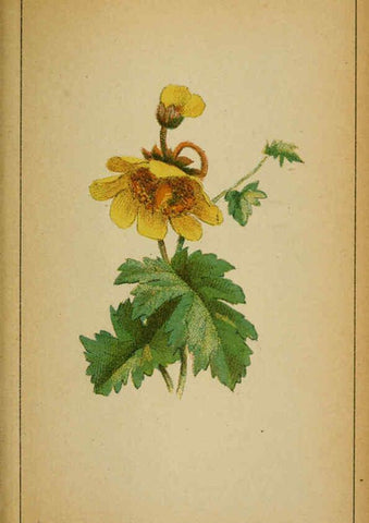 Reproducción/Reproduction 6031665181: Choix de plantes de l'Europe centrale et particulièrement de la Suisse et de la Savoie Genève,F. Richard,1878