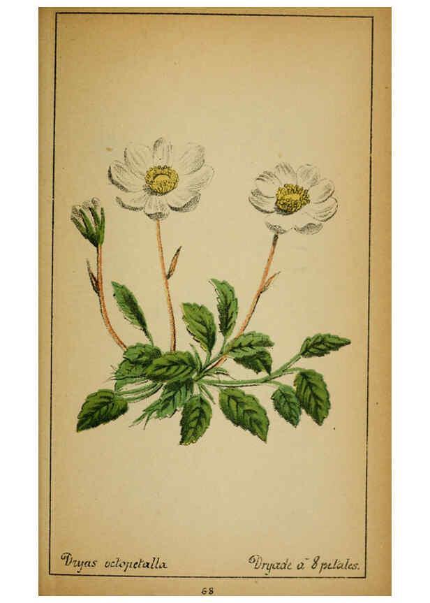 Reproducción/Reproduction 6031664945: Choix de plantes de l'Europe centrale et particulièrement de la Suisse et de la Savoie Genève,F. Richard,1878