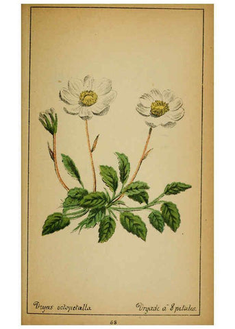 Reproducción/Reproduction 6031664945: Choix de plantes de l'Europe centrale et particulièrement de la Suisse et de la Savoie Genève,F. Richard,1878