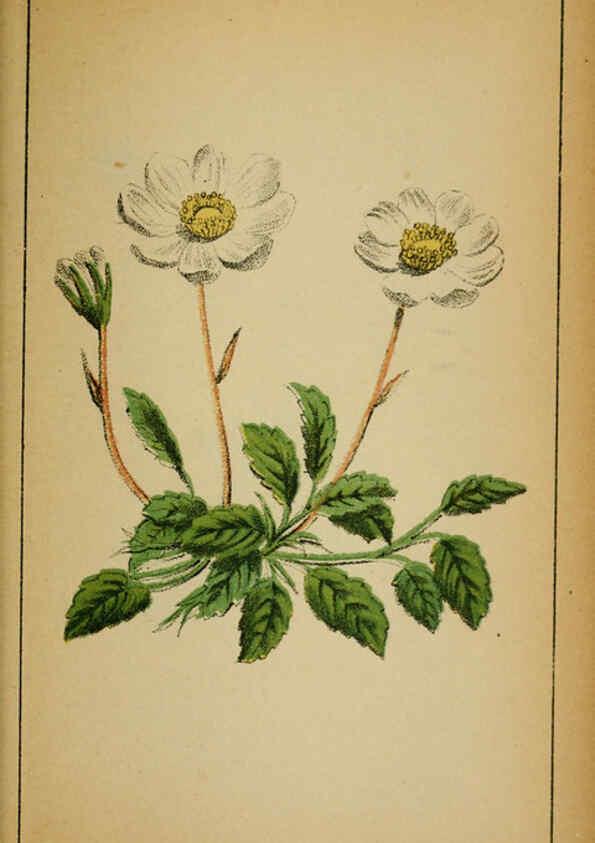 Reproducción/Reproduction 6031664945: Choix de plantes de l'Europe centrale et particulièrement de la Suisse et de la Savoie Genève,F. Richard,1878