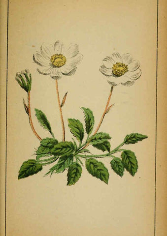 Reproducción/Reproduction 6031664945: Choix de plantes de l'Europe centrale et particulièrement de la Suisse et de la Savoie Genève,F. Richard,1878