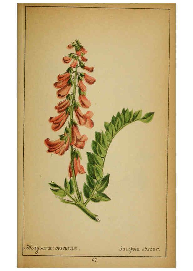 Reproducción/Reproduction 6032222952: Choix de plantes de l'Europe centrale et particulièrement de la Suisse et de la Savoie Genève,F. Richard,1878
