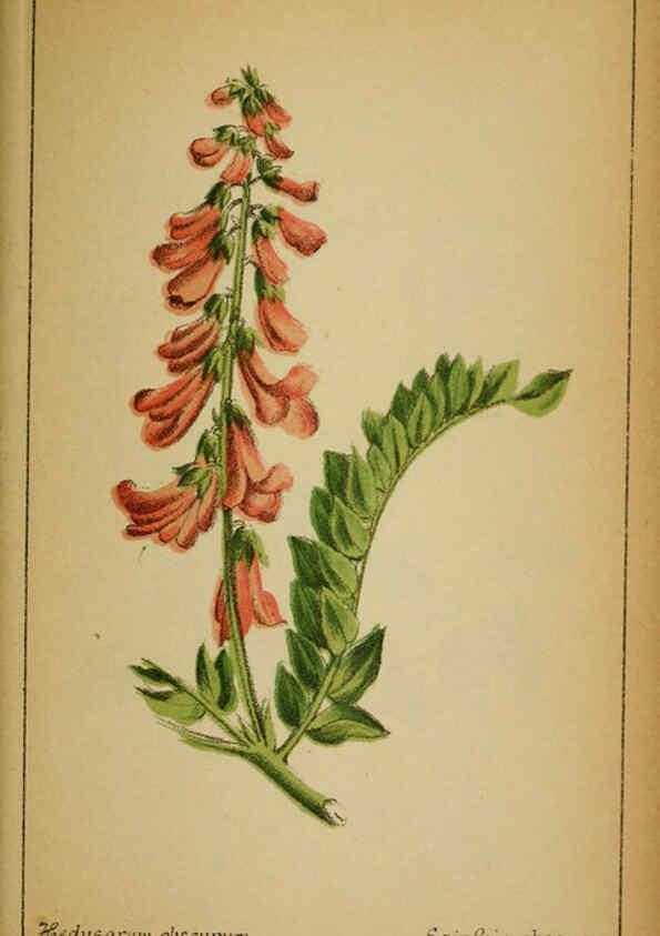 Reproducción/Reproduction 6032222952: Choix de plantes de l'Europe centrale et particulièrement de la Suisse et de la Savoie Genève,F. Richard,1878