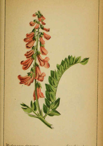 Reproducción/Reproduction 6032222952: Choix de plantes de l'Europe centrale et particulièrement de la Suisse et de la Savoie Genève,F. Richard,1878