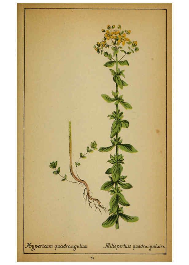 Reproducción/Reproduction 6031661547: Choix de plantes de l'Europe centrale et particulièrement de la Suisse et de la Savoie Genève,F. Richard,1878