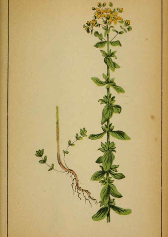 Reproducción/Reproduction 6031661547: Choix de plantes de l'Europe centrale et particulièrement de la Suisse et de la Savoie Genève,F. Richard,1878