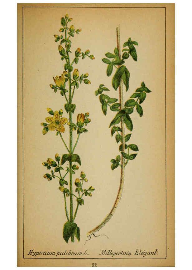 Reproducción/Reproduction 6031661729: Choix de plantes de l'Europe centrale et particulièrement de la Suisse et de la Savoie Genève,F. Richard,1878