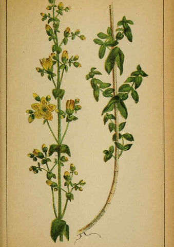 Reproducción/Reproduction 6031661729: Choix de plantes de l'Europe centrale et particulièrement de la Suisse et de la Savoie Genève,F. Richard,1878