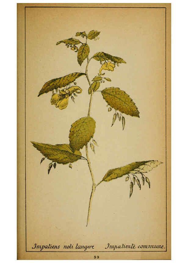 Reproducción/Reproduction 6032219920: Choix de plantes de l'Europe centrale et particulièrement de la Suisse et de la Savoie Genève,F. Richard,1878