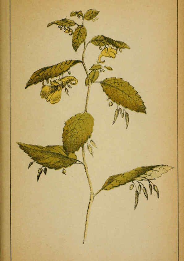 Reproducción/Reproduction 6032219920: Choix de plantes de l'Europe centrale et particulièrement de la Suisse et de la Savoie Genève,F. Richard,1878