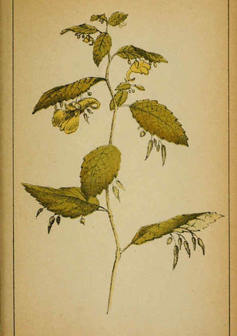 Reproducción/Reproduction 6032219920: Choix de plantes de l'Europe centrale et particulièrement de la Suisse et de la Savoie Genève,F. Richard,1878