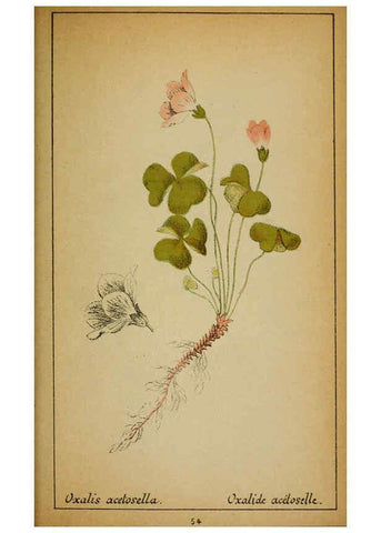 Reproducción/Reproduction 6032220084: Choix de plantes de l'Europe centrale et particulièrement de la Suisse et de la Savoie Genève,F. Richard,1878