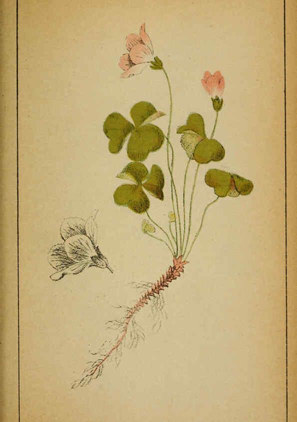 Reproducción/Reproduction 6032220084: Choix de plantes de l'Europe centrale et particulièrement de la Suisse et de la Savoie Genève,F. Richard,1878