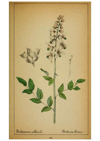 Reproducción/Reproduction 6032220258: Choix de plantes de l'Europe centrale et particulièrement de la Suisse et de la Savoie Genève,F. Richard,1878