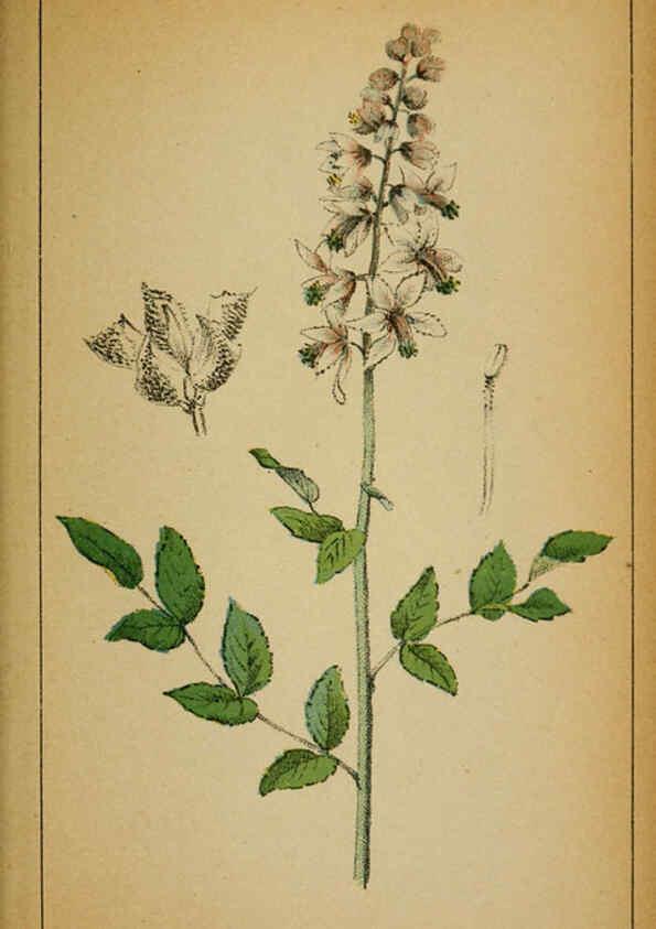 Reproducción/Reproduction 6032220258: Choix de plantes de l'Europe centrale et particulièrement de la Suisse et de la Savoie Genève,F. Richard,1878