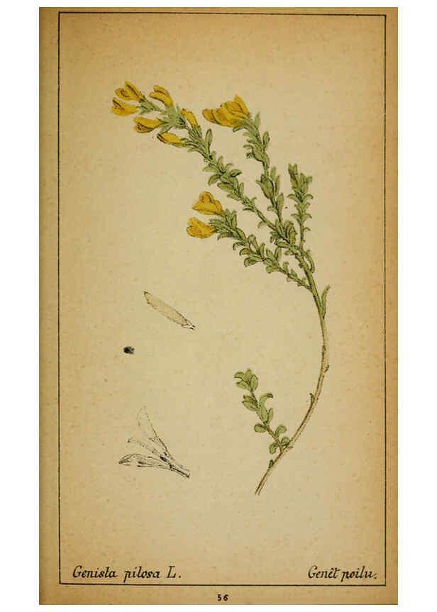 Reproducción/Reproduction 6032220410: Choix de plantes de l'Europe centrale et particulièrement de la Suisse et de la Savoie Genève,F. Richard,1878