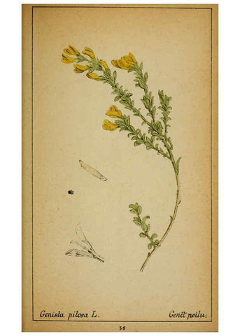 Reproducción/Reproduction 6032220410: Choix de plantes de l'Europe centrale et particulièrement de la Suisse et de la Savoie Genève,F. Richard,1878