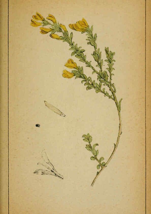 Reproducción/Reproduction 6032220410: Choix de plantes de l'Europe centrale et particulièrement de la Suisse et de la Savoie Genève,F. Richard,1878