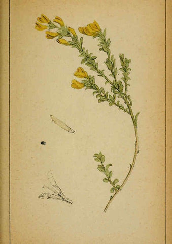 Reproducción/Reproduction 6032220410: Choix de plantes de l'Europe centrale et particulièrement de la Suisse et de la Savoie Genève,F. Richard,1878