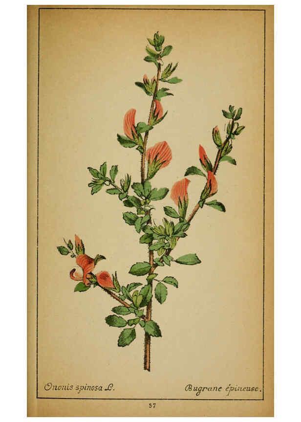 Reproducción/Reproduction 6031662637: Choix de plantes de l'Europe centrale et particulièrement de la Suisse et de la Savoie Genève,F. Richard,1878