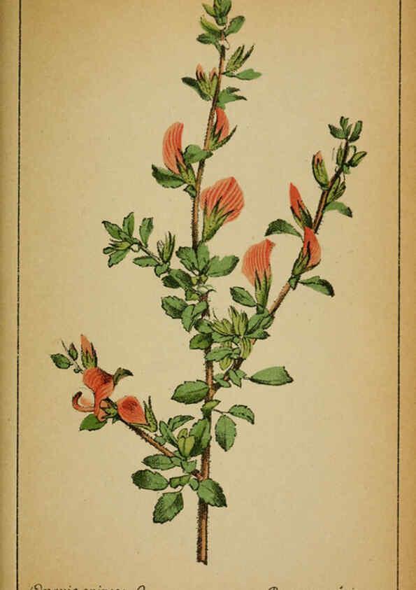 Reproducción/Reproduction 6031662637: Choix de plantes de l'Europe centrale et particulièrement de la Suisse et de la Savoie Genève,F. Richard,1878
