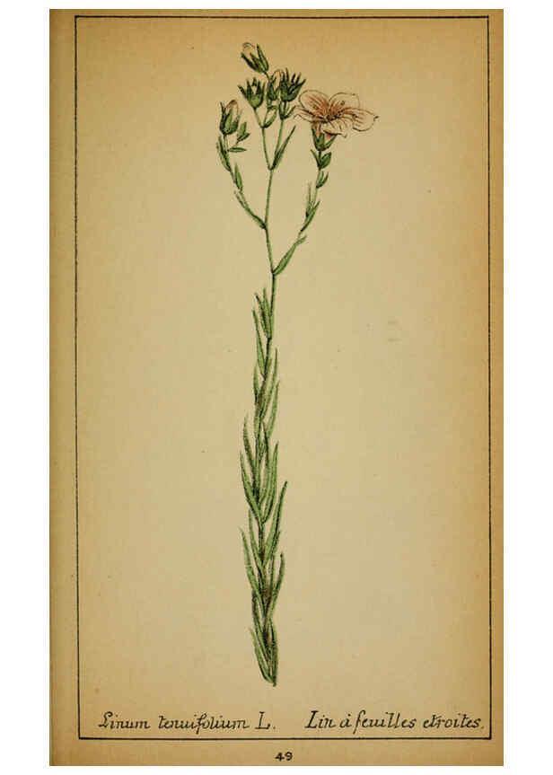 Reproducción/Reproduction 6032219186: Choix de plantes de l'Europe centrale et particulièrement de la Suisse et de la Savoie Genève,F. Richard,1878