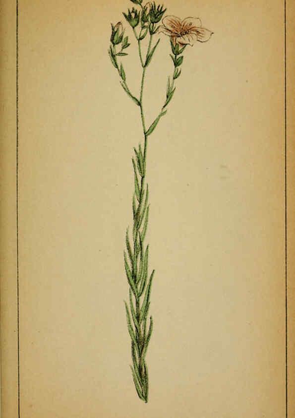 Reproducción/Reproduction 6032219186: Choix de plantes de l'Europe centrale et particulièrement de la Suisse et de la Savoie Genève,F. Richard,1878