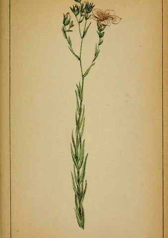 Reproducción/Reproduction 6032219186: Choix de plantes de l'Europe centrale et particulièrement de la Suisse et de la Savoie Genève,F. Richard,1878