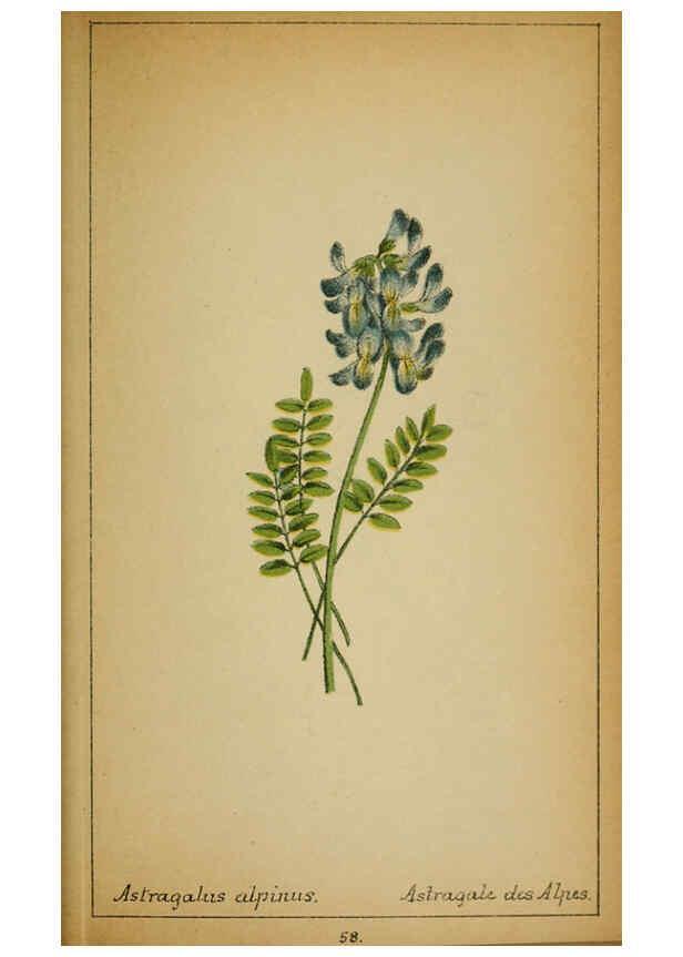 Reproducción/Reproduction 6032221018: Choix de plantes de l'Europe centrale et particulièrement de la Suisse et de la Savoie Genève,F. Richard,1878